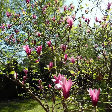 Holiday home Balcsihaz Badacsony *