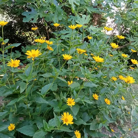 Balcsihaz Badacsony * Badacsonytomaj