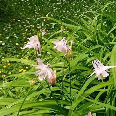 Balcsihaz Badacsony *