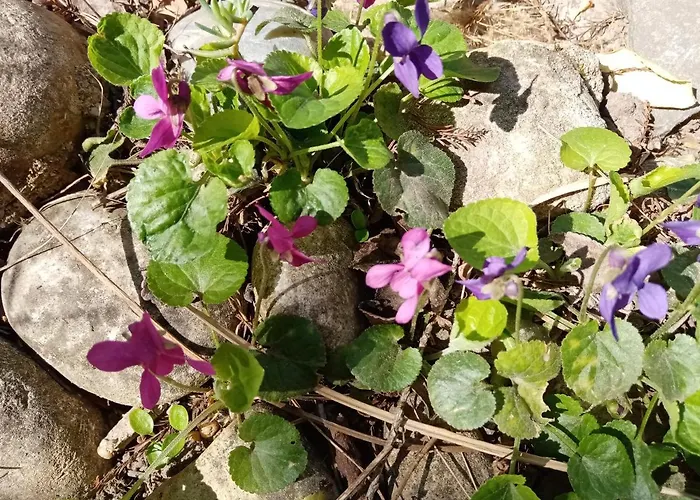 Prázdninový dům Balcsihaz Badacsony *