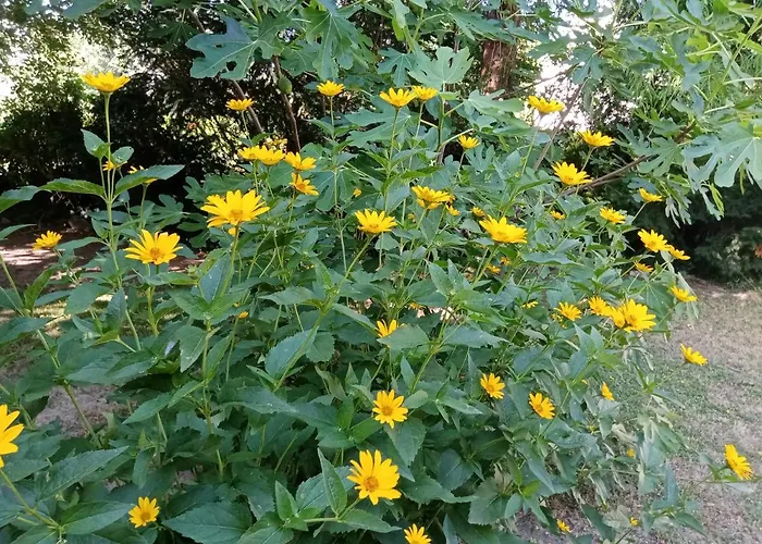 Balcsihaz Badacsony * Badacsonytomaj