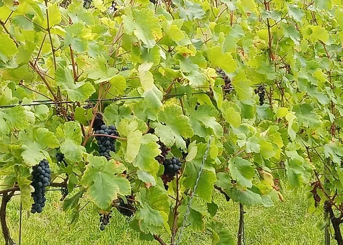 Balcsihaz Badacsony Badacsonytomaj