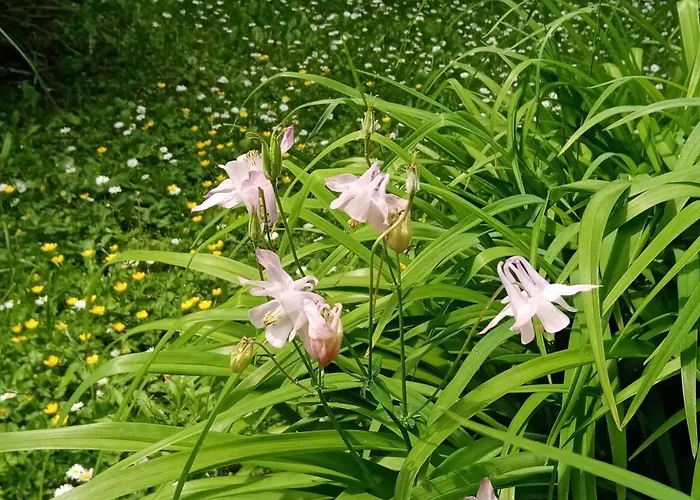 Balcsihaz Badacsony *